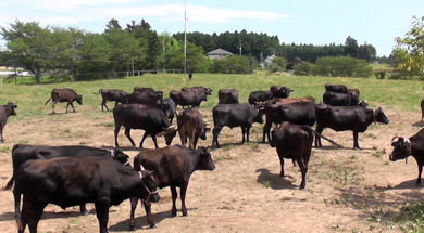 Healthy Cattle of Yamamoto Ranch in Suenomori, Namie-machi, August 2012