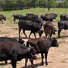 Photograph of Cattle